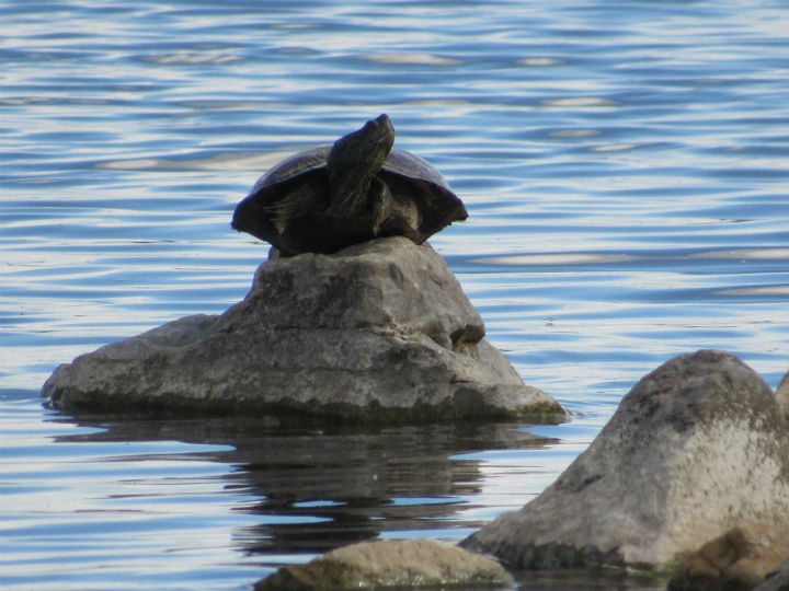 Red-ear Slider